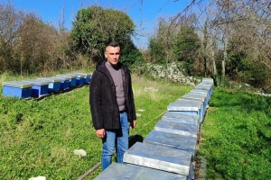 Nikola proizvodi pčelinji otrov. Koliko košnica treba za  jedan kilogram?
