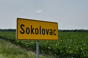 Afrička svinjska kuga i na farmi u sastavu Belja?