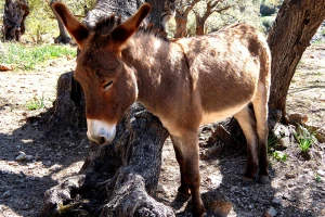 Magarci ostavljeni na otočiću bit će spašeni - sutra stižu na farmu za udomljavanje