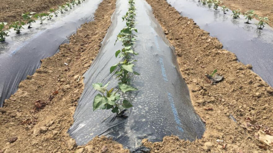 Simbiozom paulovnije i bazge do bolje zarade