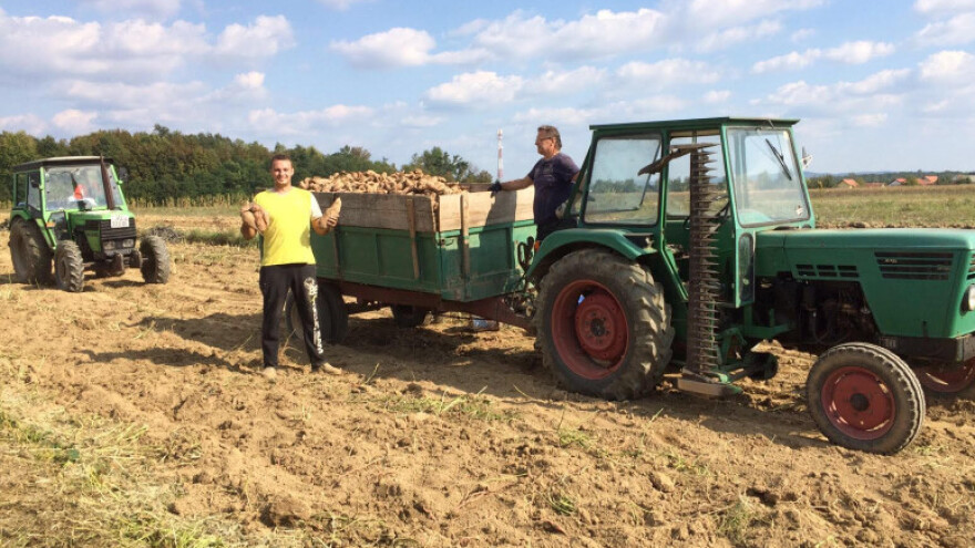 20 tona/ha batata godišnje na OPG Pavković!