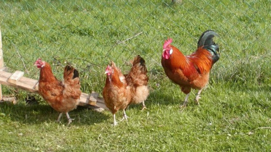 Hranidba peradi do vrhunca nesivosti