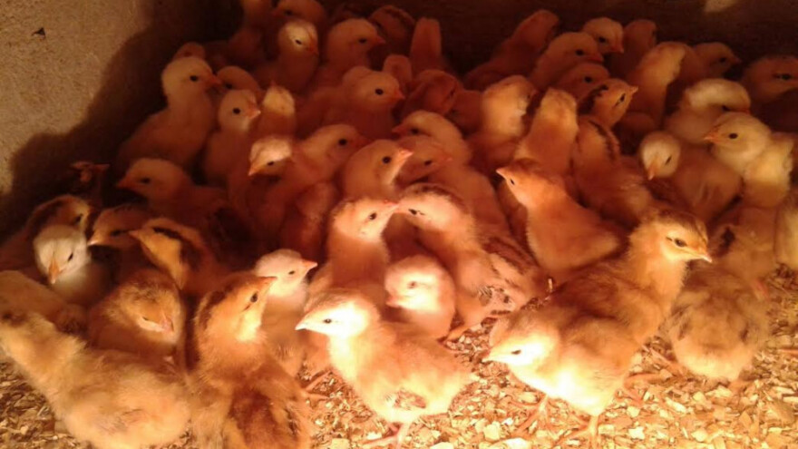 Spriječite stres kod peradi u kavezima