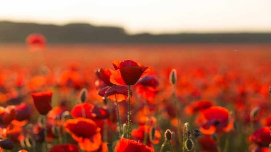 Bulka: Simbol stradanja i otpora