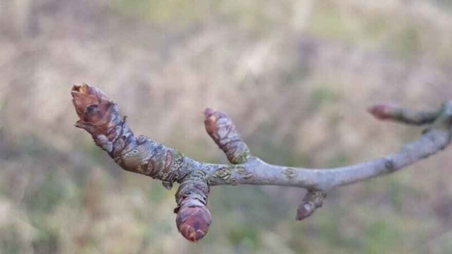 Kako pravilno orezivati Santa Mariju?