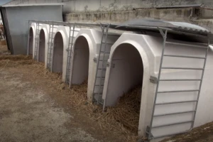 Iglu za individualni boravak teladi: Smanjeno uginuće s 50% na 1%