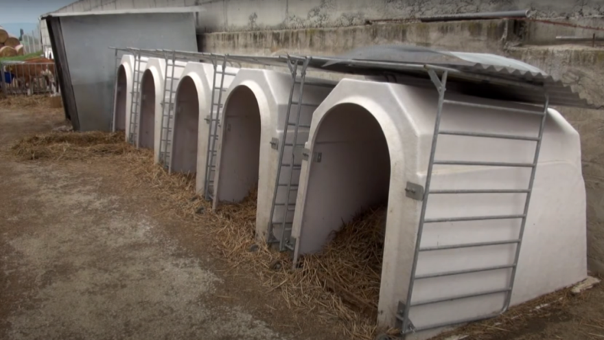 Iglu za individualni boravak teladi: Smanjeno uginuće s 50% na 1%