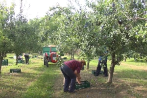 Berba ranih sorti šljiva na OPG-u Došen: snijeg, hladnoća i tuča prepolovile urod
