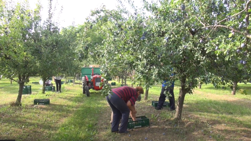 Berba ranih sorti šljiva na OPG-u Došen: snijeg, hladnoća i tuča prepolovile urod