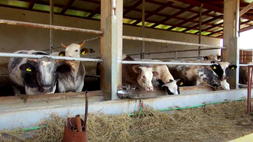 Marijan Petrović: Uzgoj tovnih junica je otežan, ako se nešto ne promjeni, zatvorit ću farmu