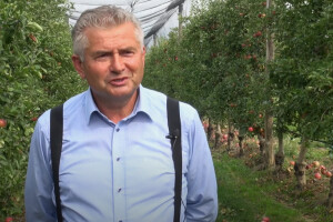 Marijan Aladrović: Idared najmanje zahtjevan za uzgoj, a jonagold ima najbolji okus