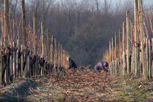 Siječanjski radovi u vinskom podrumu i vinogradu
