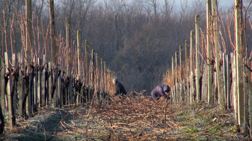 Siječanjski radovi u vinskom podrumu i vinogradu