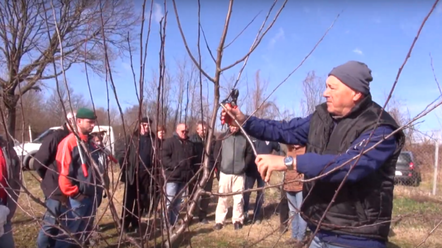 Što je važno u rezidbi voćnjaka: Pravila za početnike