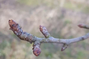 Kako pravilno orezivati krušku Santa Mariju?