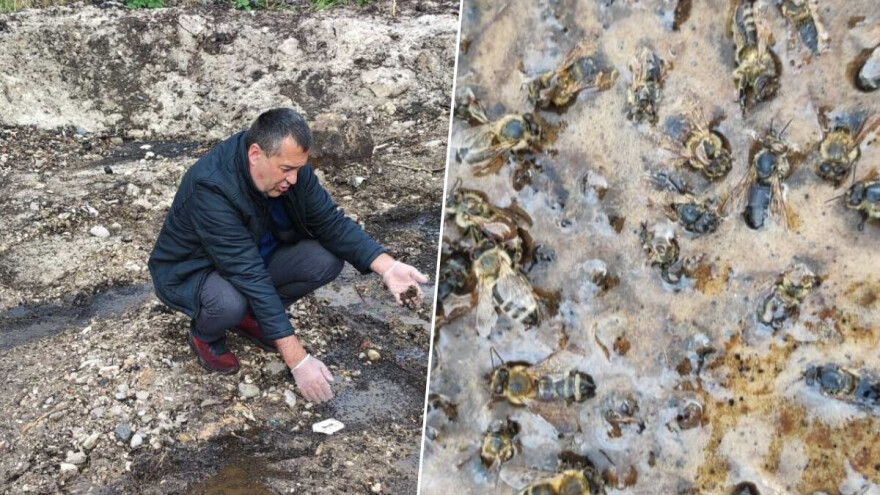 Pogledajte užasne prizore iz Mostara: Milijuni pčela ugibaju, nitko ne reagira