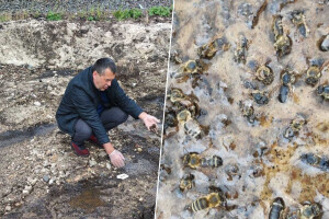 Pogledajte užasne prizore iz Mostara: Miloni pčela ugibaju, niko ne reaguje