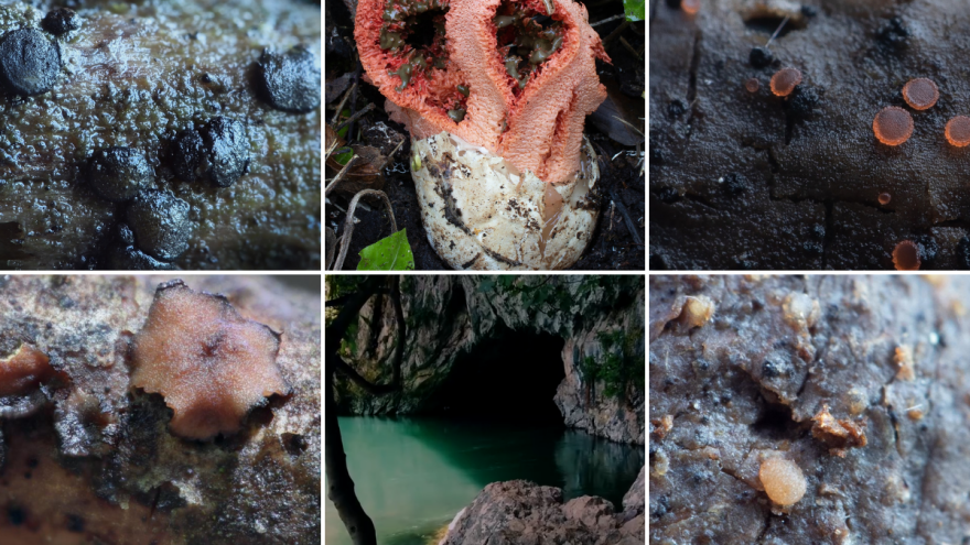 Nismo svjesni šta imamo: Mikolozi u Blagaju otkrili četiri rijetke gljive