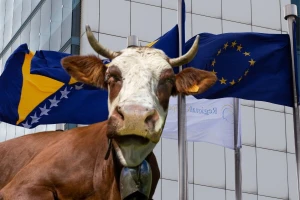 Op, op, opa: Šta bh. mljekarstvu donosi Evropa? Muk iz resora!
