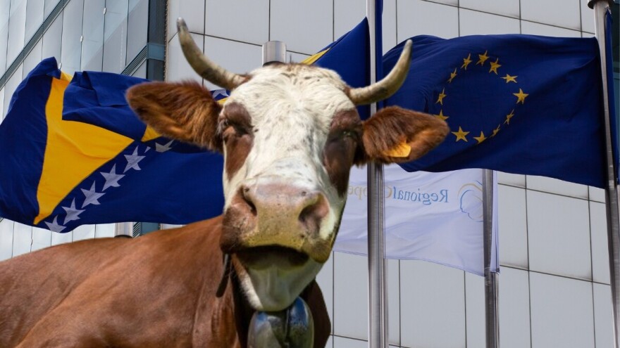 Op, op, opa: Šta bh. mljekarstvu donosi Evropa? Muk iz resora!