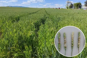 Agrometeorološki "rendgen" bolesti i štetočina u usjevima i nasadima