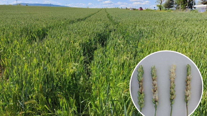 Agrometeorološki "rendgen" bolesti i štetočina u usjevima i nasadima