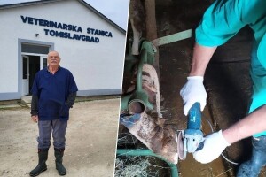 Papak glavu čuva: Neobrezivanje se može odraziti na zdravlje krava, ali i džep vlasnika