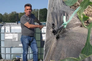 Nevenko zna šta prolazi kod kupaca: Ovaj italijanski hibrid samo on uzgaja u RS