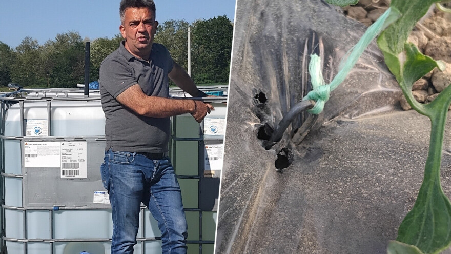 Nevenko zna šta prolazi kod kupaca: Ovaj italijanski hibrid samo on uzgaja u RS