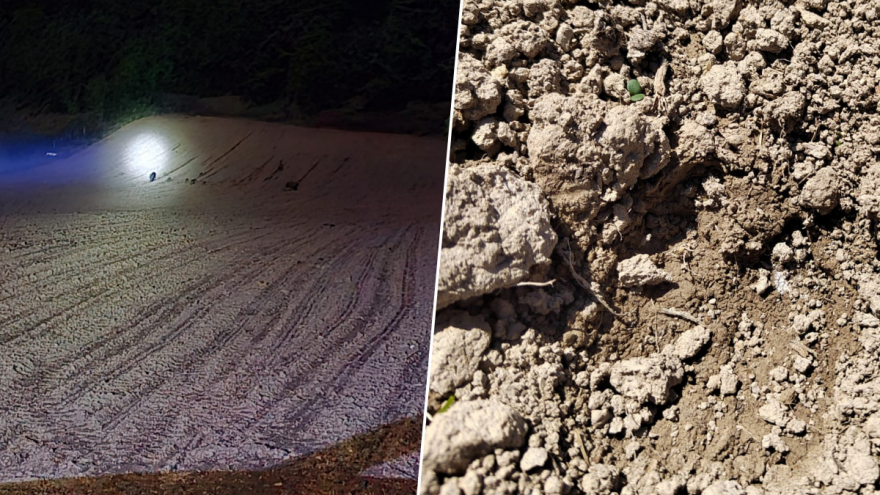 Adnan Durmišević treći put presijava kukuruz: "Proglasite više divlju svinju štetočinom"