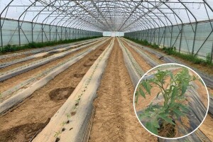 Nekoliko pravila i savjeta za uspješnu sadnju i proizvodnju povrća