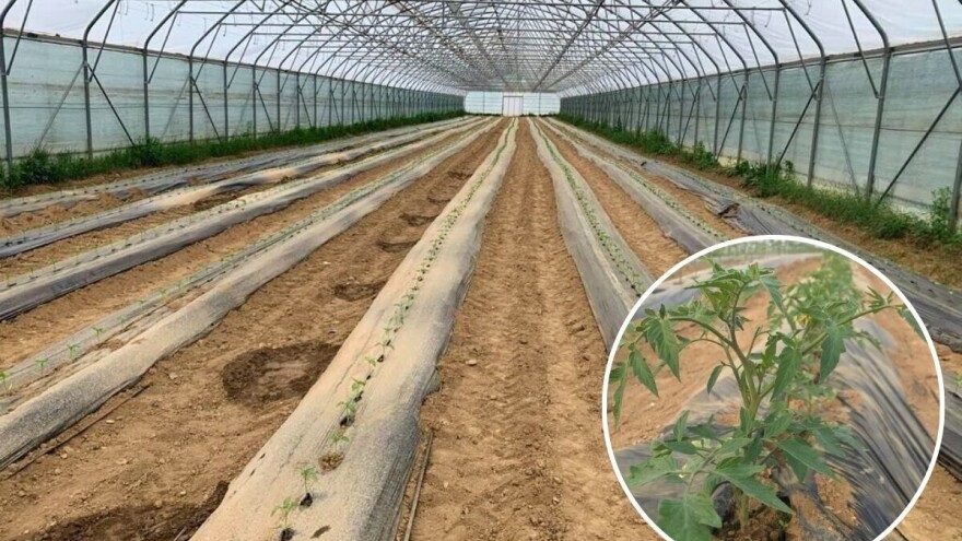 Nekoliko pravila i savjeta za uspješnu sadnju i proizvodnju povrća