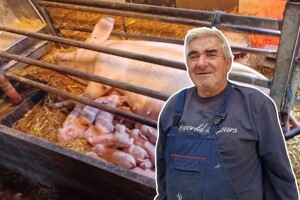 Ivanova krmača oprasila 26 mladih: "Imam dobrog prasca"
