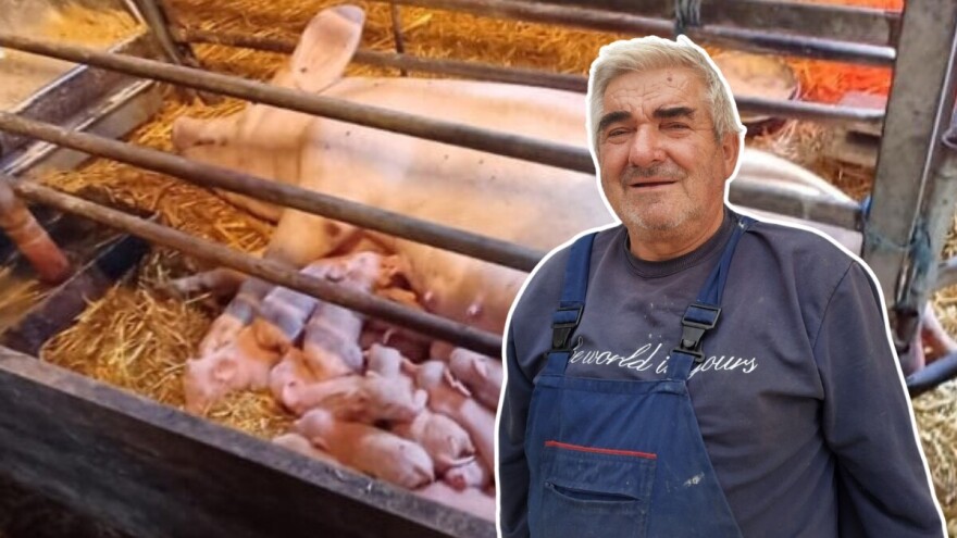 Ivanova krmača oprasila 26 mladih: "Imam dobrog prasca"