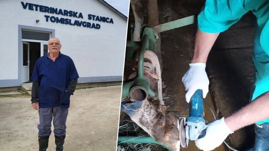 Papak glavu čuva: Neobrezivanje se može odraziti na zdravlje krava, ali i džep vlasnika