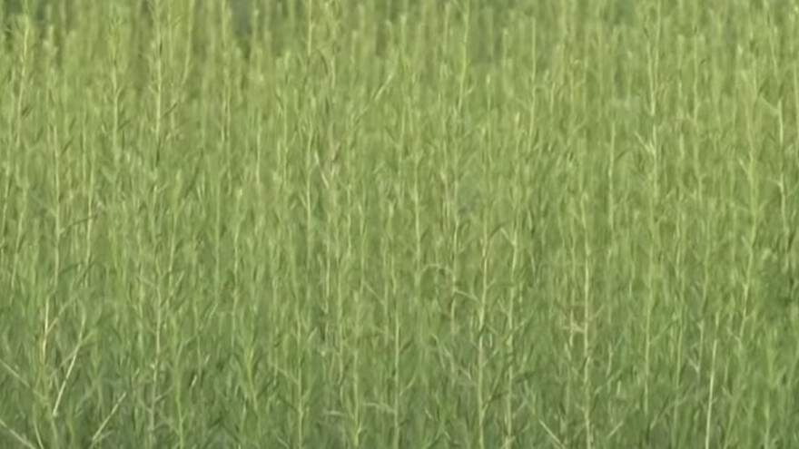 Srbija pogodna za uzgajanje alternativnih žita