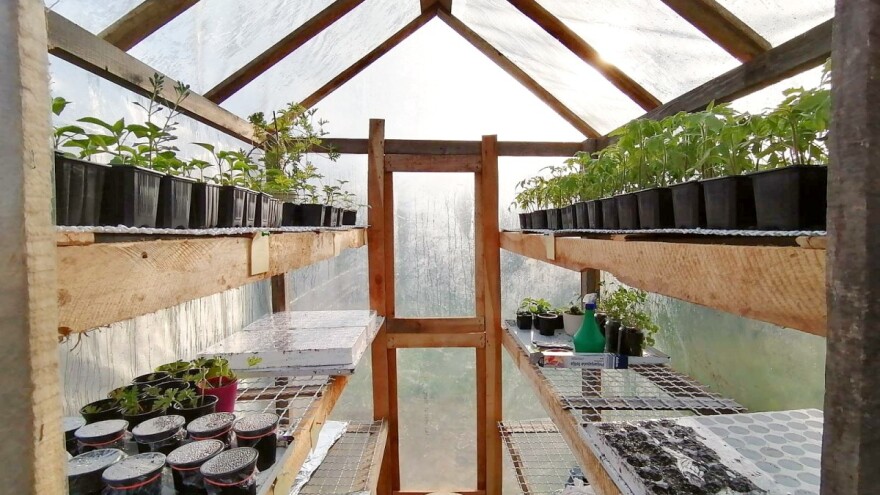 Kako napraviti mini plastenik za rasad i saksijsko bilje?