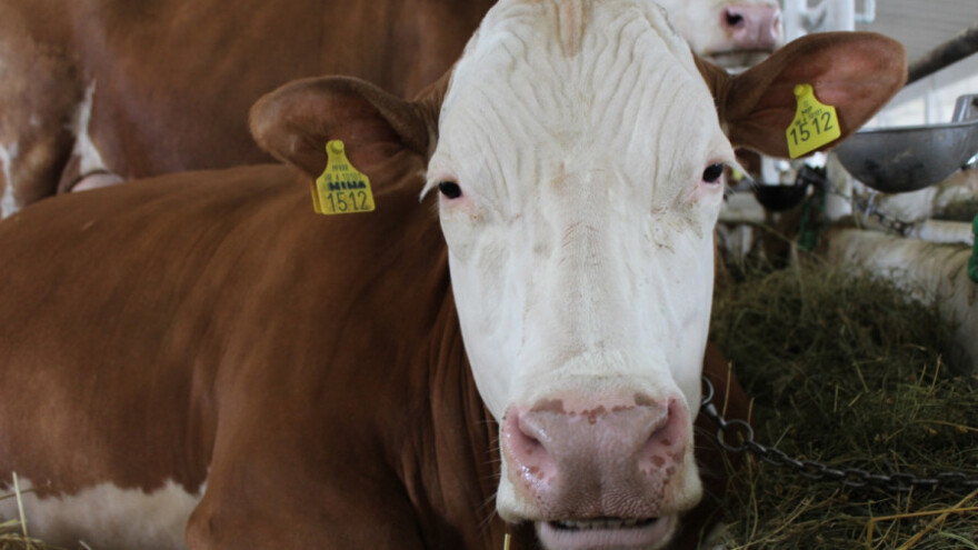 Upala pluća kod goveda
