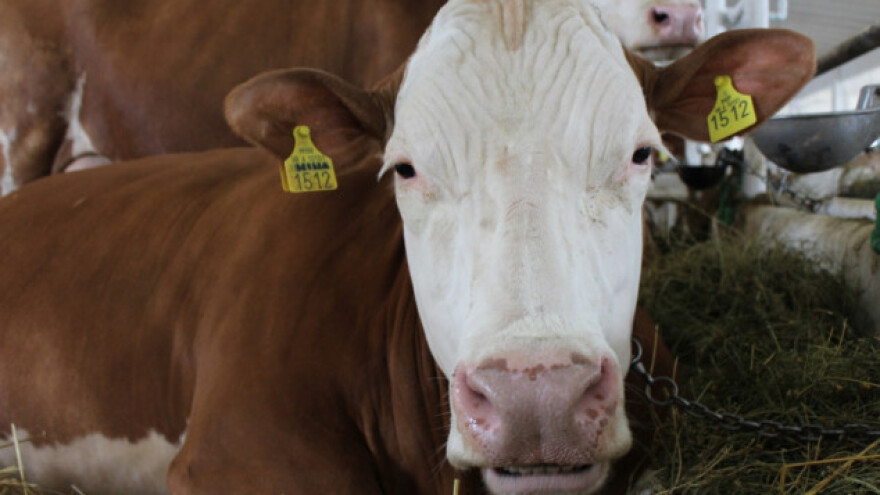 Upala pluća kod goveda