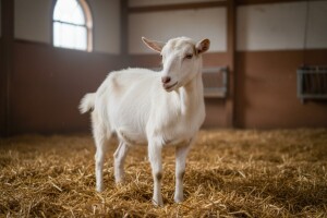 Upala zglobova i upala mozga kod koza - kako ih suzbiti