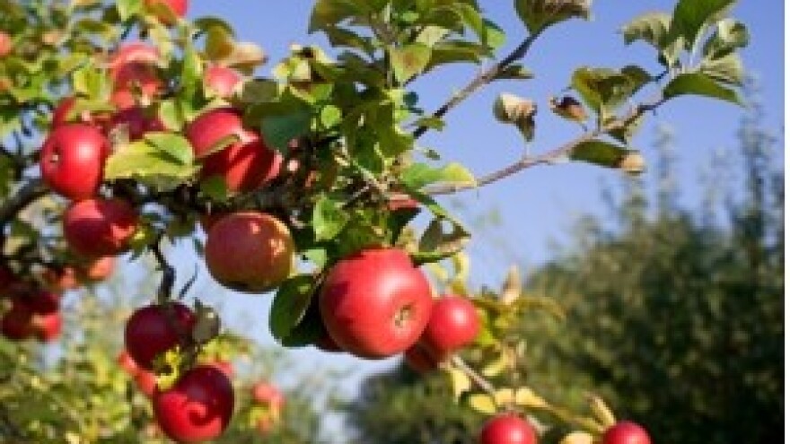 Postanite voćar, vinogradar, podrumar, pčelar, cvjećar...
