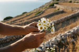 Upotreba buhača u ekološkoj poljoprivredi