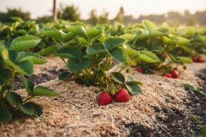 Upotreba piljevine u poljoprivredi