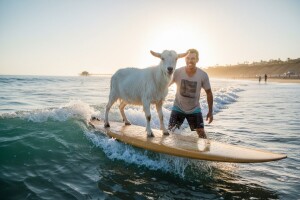 Upoznajte Goatee - kozu surfericu!