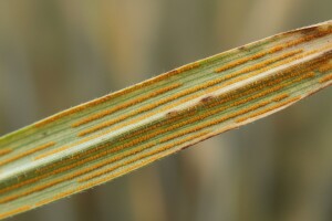 Upozorenje ratarima!