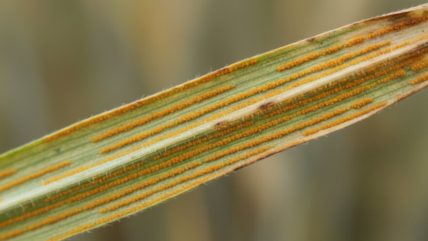 Upozorenje ratarima!