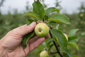 Uputa proizvođačima jabuka i krušaka!