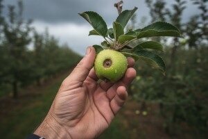 Uputa proizvođačima jabuka i krušaka!