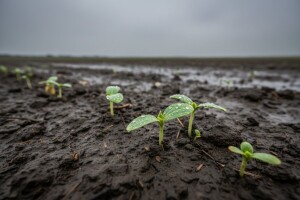Uputa proizvođačima uljne tikve!