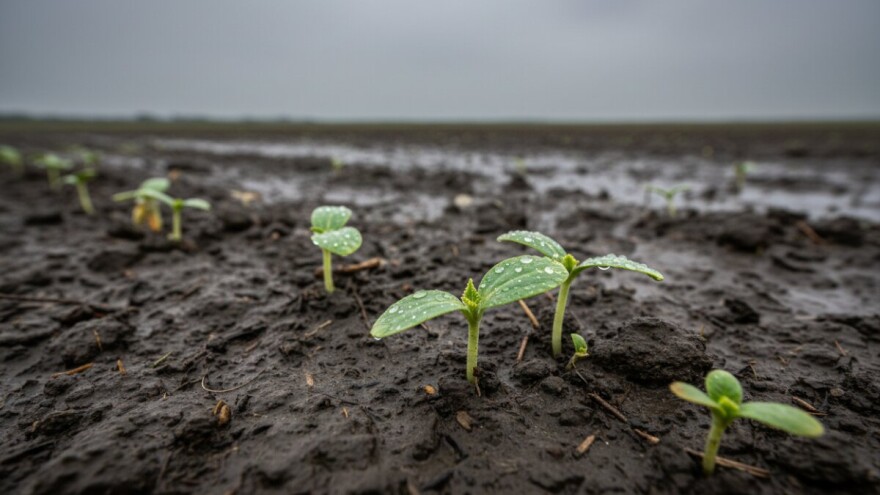 Uputa proizvođačima uljne tikve!